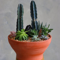 Desert Garden