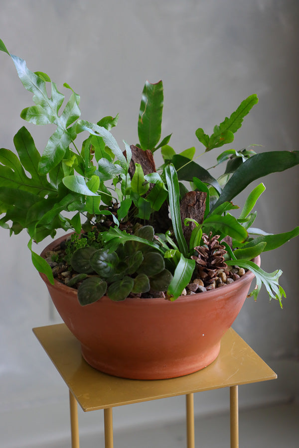 Mixed fern and African violet arrangement in terracotta bowl with bark and pinecone accents