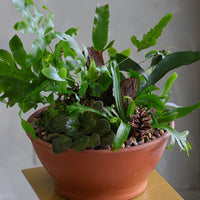 Mixed fern and African violet arrangement in terracotta bowl with bark and pinecone accents