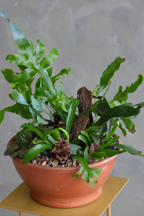 Mixed fern and African violet arrangement in terracotta bowl with bark and pinecone accents