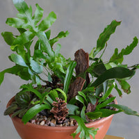 Mixed fern and African violet arrangement in terracotta bowl with bark and pinecone accents