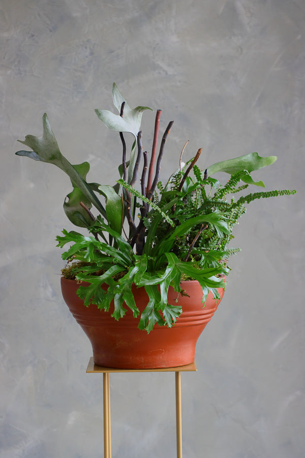 Mixed fern arrangement with bird’s-nest fern, elkhorn fern, and button fern in a terracotta bowl planter