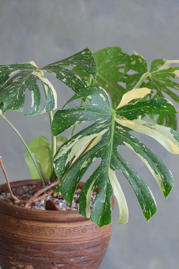 Variegated Monstera Deliciosa plant in a textured terracotta pot