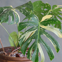 Variegated Monstera Deliciosa plant in a textured terracotta pot