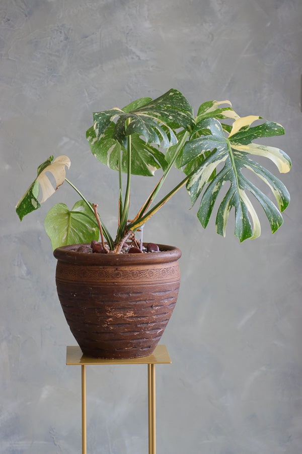 Variegated Monstera Deliciosa plant in a textured terracotta pot