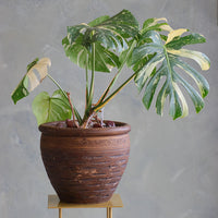 Variegated Monstera Deliciosa plant in a textured terracotta pot