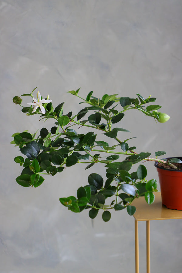 Natal Plum plant in a terracotta nursery pot with glossy green leaves