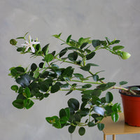 Natal Plum plant in a terracotta nursery pot with glossy green leaves