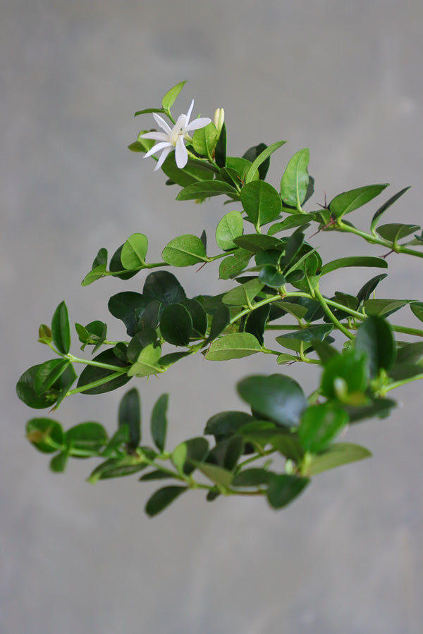Natal Plum plant in a terracotta nursery pot with glossy green leaves