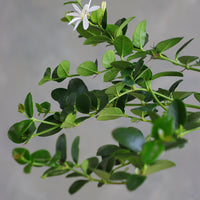 Natal Plum plant in a terracotta nursery pot with glossy green leaves
