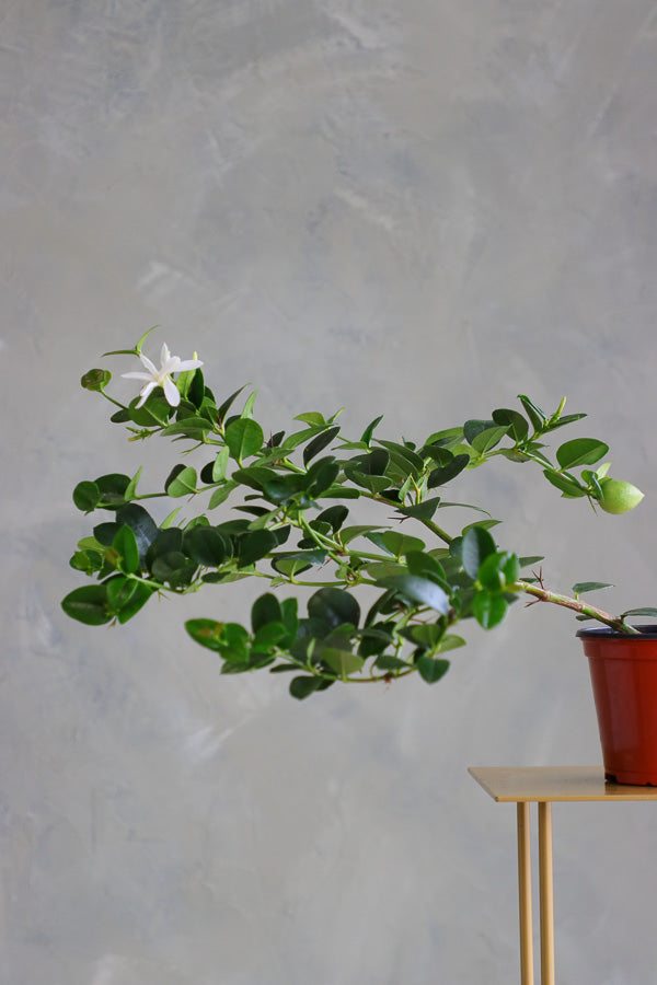Natal Plum plant in a terracotta nursery pot with glossy green leaves