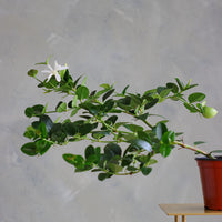 Natal Plum plant in a terracotta nursery pot with glossy green leaves
