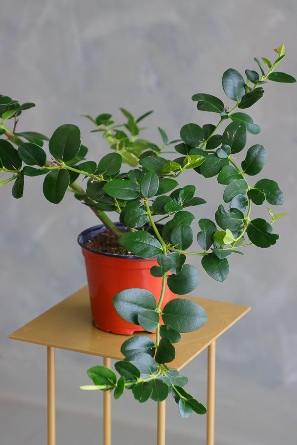 Natal Plum plant in a terracotta nursery pot with glossy green leaves