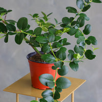 Natal Plum plant in a terracotta nursery pot with glossy green leaves