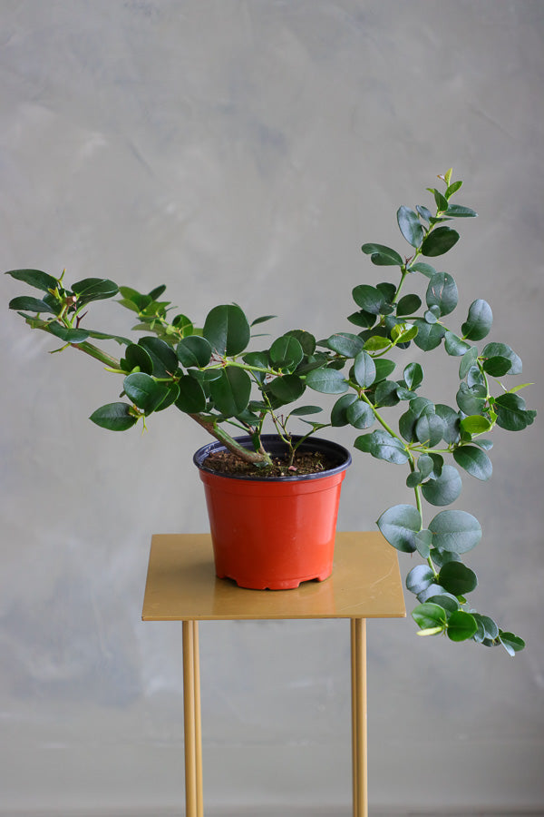 Natal Plum plant in a terracotta nursery pot with glossy green leaves