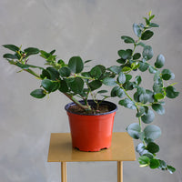 Natal Plum plant in a terracotta nursery pot with glossy green leaves