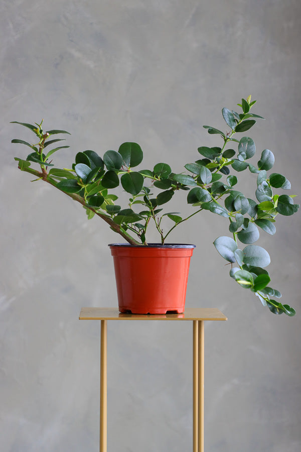 Natal Plum plant in a terracotta nursery pot with glossy green leaves