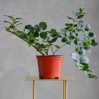 Natal Plum plant in a terracotta nursery pot with glossy green leaves