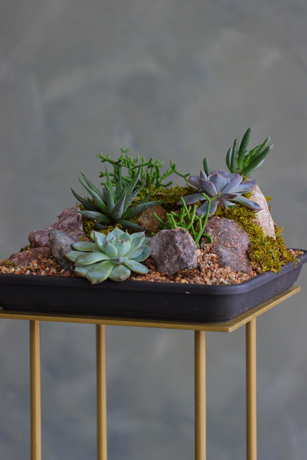 succulent arrangement with cat’s claw, aloe, jade, and mistletoe cactus in a shallow black planter