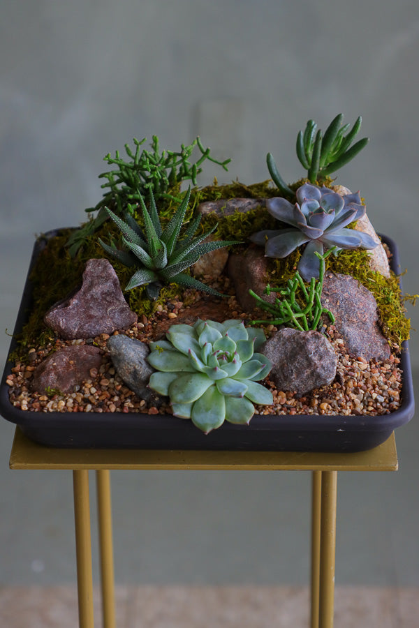 succulent arrangement with cat’s claw, aloe, jade, and mistletoe cactus in a shallow black planter