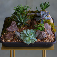 succulent arrangement with cat’s claw, aloe, jade, and mistletoe cactus in a shallow black planter