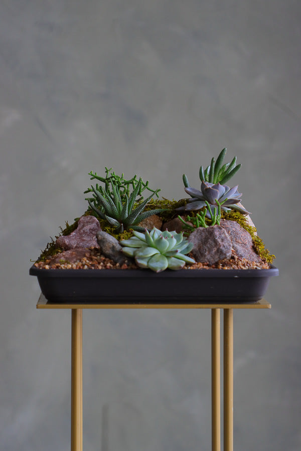 succulent arrangement with cat’s claw, aloe, jade, and mistletoe cactus in a shallow black planter