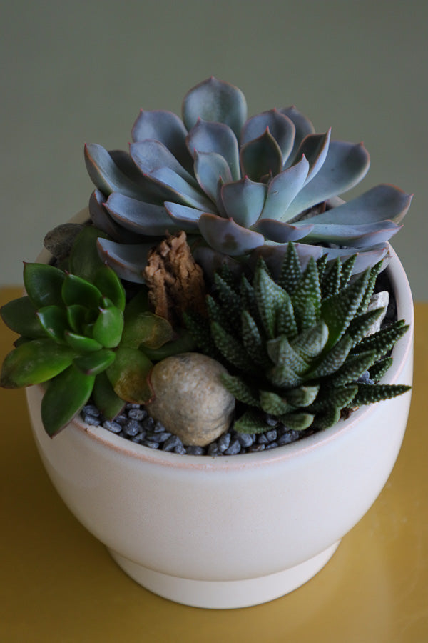Succulent trio featuring echeveria orion, ghost plant, and miniature aloe in a cream ceramic pot
