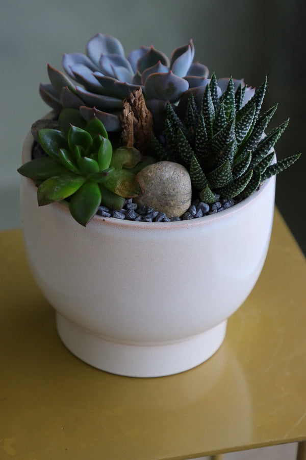 Succulent trio featuring echeveria orion, ghost plant, and miniature aloe in a cream ceramic pot