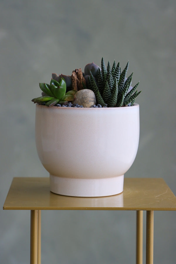 Succulent trio featuring echeveria orion, ghost plant, and miniature aloe in a cream ceramic pot