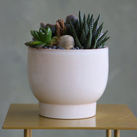 Succulent trio featuring echeveria orion, ghost plant, and miniature aloe in a cream ceramic pot