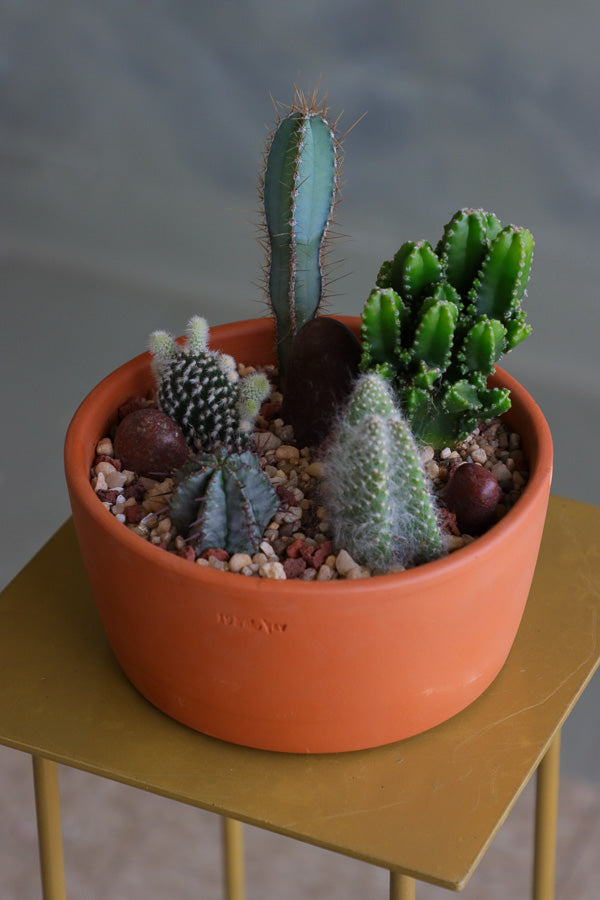 Cactus arrangement featuring Monk's Hood Cactus, Fairy Castle Cactus, Angel's-Wings, and Pincushion Euphorbia in a terracotta pot