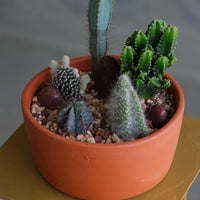 Cactus arrangement featuring Monk's Hood Cactus, Fairy Castle Cactus, Angel's-Wings, and Pincushion Euphorbia in a terracotta pot