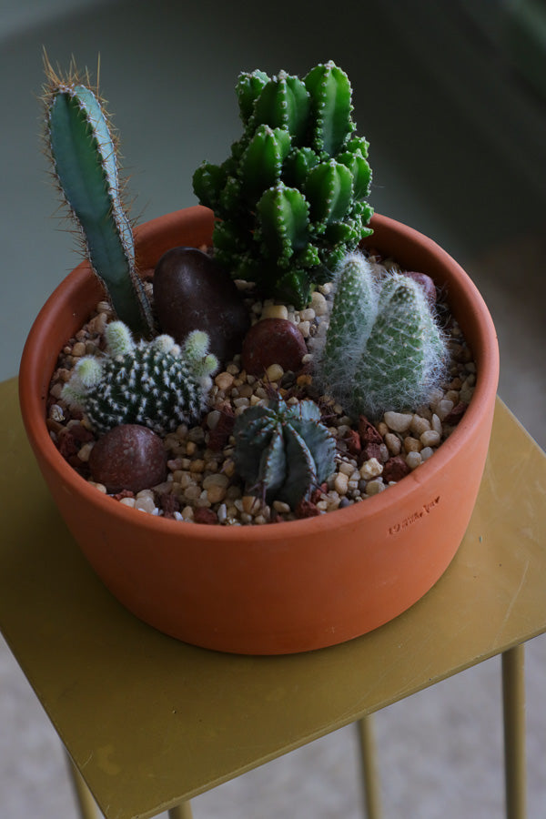 Cactus arrangement featuring Monk's Hood Cactus, Fairy Castle Cactus, Angel's-Wings, and Pincushion Euphorbia in a terracotta pot