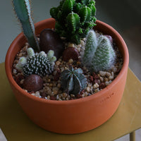 Cactus arrangement featuring Monk's Hood Cactus, Fairy Castle Cactus, Angel's-Wings, and Pincushion Euphorbia in a terracotta pot