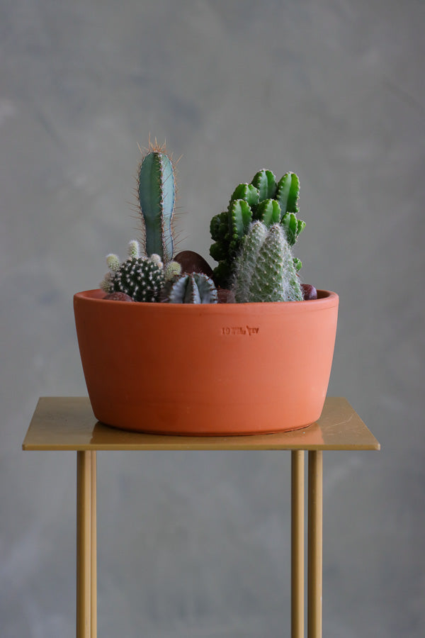 Cactus arrangement featuring Monk's Hood Cactus, Fairy Castle Cactus, Angel's-Wings, and Pincushion Euphorbia in a terracotta pot
