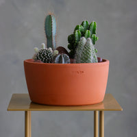 Cactus arrangement featuring Monk's Hood Cactus, Fairy Castle Cactus, Angel's-Wings, and Pincushion Euphorbia in a terracotta pot