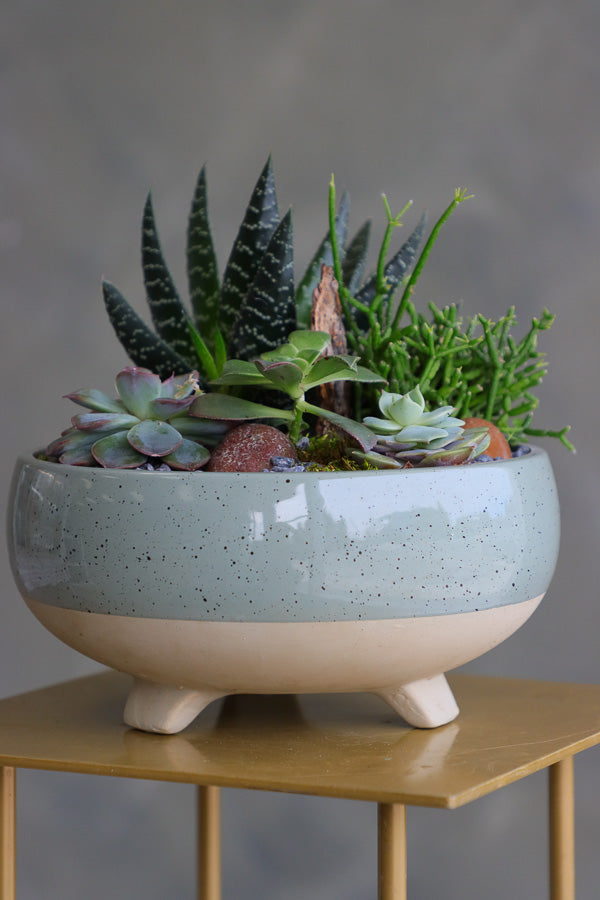 Succulent arrangement featuring echeveria, aloe, and mistletoe cactus in a speckled ceramic bowl