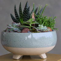 Succulent arrangement featuring echeveria, aloe, and mistletoe cactus in a speckled ceramic bowl