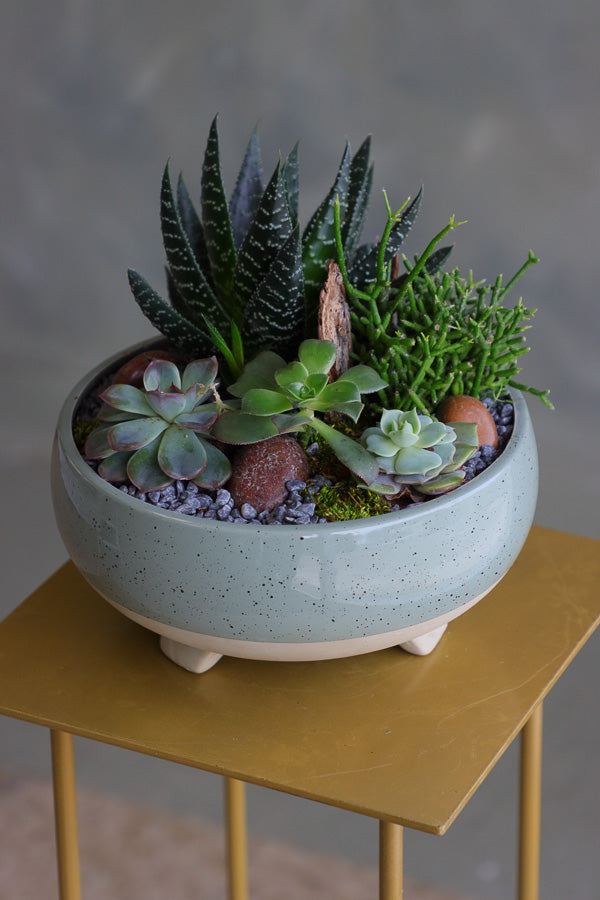 Succulent arrangement featuring echeveria, aloe, and mistletoe cactus in a speckled ceramic bowl