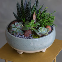 Succulent arrangement featuring echeveria, aloe, and mistletoe cactus in a speckled ceramic bowl