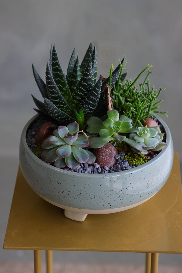 Succulent arrangement featuring echeveria, aloe, and mistletoe cactus in a speckled ceramic bowl