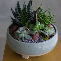 Succulent arrangement featuring echeveria, aloe, and mistletoe cactus in a speckled ceramic bowl