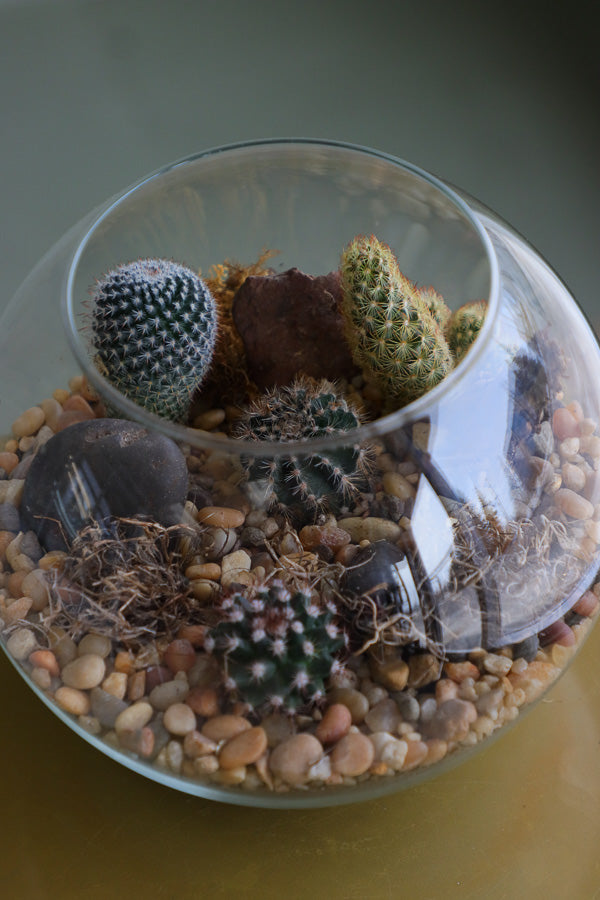Glass terrarium featuring Balloon Cactus, Old Lady Cactus, Ladyfinger Cactus, and Mother of Hundreds with decorative sand and pebbles