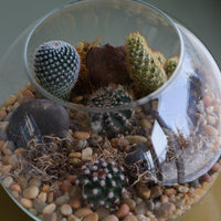 Glass terrarium featuring Balloon Cactus, Old Lady Cactus, Ladyfinger Cactus, and Mother of Hundreds with decorative sand and pebbles