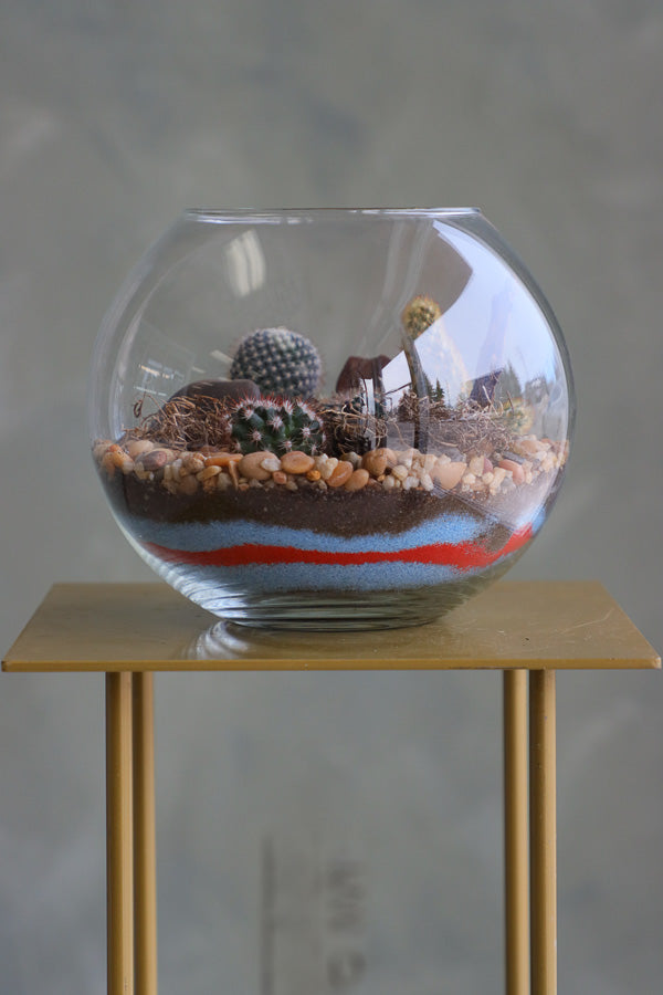 Glass terrarium featuring Balloon Cactus, Old Lady Cactus, Ladyfinger Cactus, and Mother of Hundreds with decorative sand and pebbles
