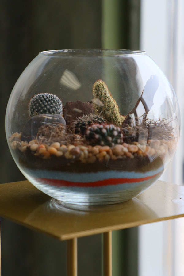 Glass terrarium featuring Balloon Cactus, Old Lady Cactus, Ladyfinger Cactus, and Mother of Hundreds with decorative sand and pebbles