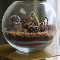 Glass terrarium featuring Balloon Cactus, Old Lady Cactus, Ladyfinger Cactus, and Mother of Hundreds with decorative sand and pebbles