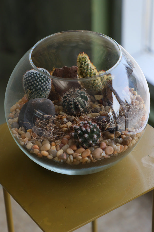 Glass terrarium featuring Balloon Cactus, Old Lady Cactus, Ladyfinger Cactus, and Mother of Hundreds with decorative sand and pebbles