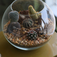 Glass terrarium featuring Balloon Cactus, Old Lady Cactus, Ladyfinger Cactus, and Mother of Hundreds with decorative sand and pebbles