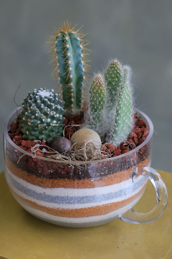 Three assorted succulent plants arranged in a clear glass cup planter with layered decorative sand and natural stones.